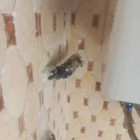 لوله کشی گاز