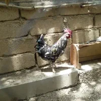 دو عدد خروس برا فروش دارم