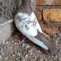 کبوتر سینه قهوه ای و سینه سرور