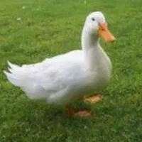 دو اردک بزرگ