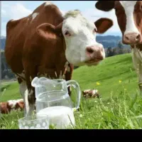 شیر پر چرب با درصد چربی بالای