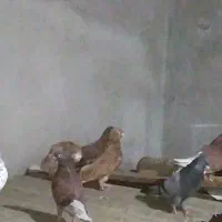 ۱۲ تا کفتر نرو ماده به شرط