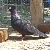 صرب نرو ماده