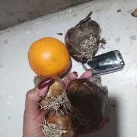 پیاز گل نرگس