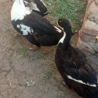 اردک ماده