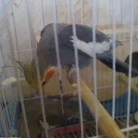 عروس هلندی