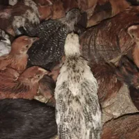 جوجه مرغ فروشی