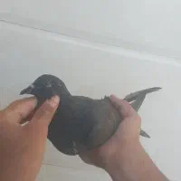 کبوتر ذاغ پلاکی ودورگ
