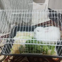 خرگوش