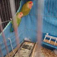 طوطی برزیلی