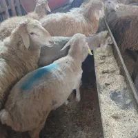 گوسفند ودام زنده