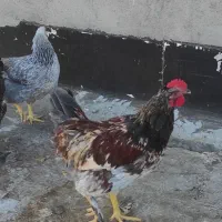 یک عدد خروس محلی