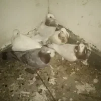 کبوتر