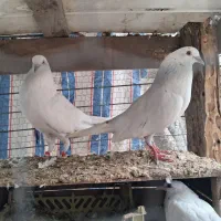 کبوتر پتی واله با اصالت