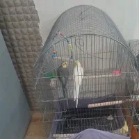 عروس هلندی