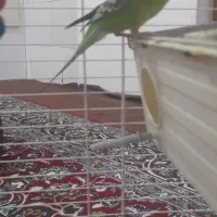 مرغ عشق ماده سالم