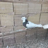 ماده ۵۰۰ تومان