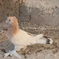 کفتر کبوتر