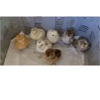 جوجه 4روزه