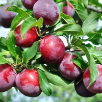میوه