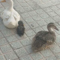 دوتااوردک ماده بالغ دم تخم وی جوجه