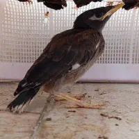 جوجه مینا توافقی