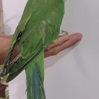 طوطی ملنگو سرلاکی