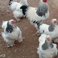 مرغ و خروس و جوجه دو ماه برهما