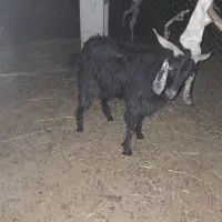 گوسفند فروشی