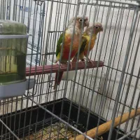 فروش طوطی گرینچیک