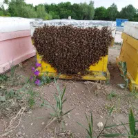 عسل طبیعی