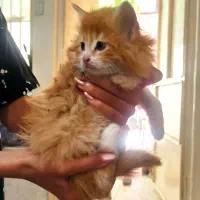 گربه با موهای بلند