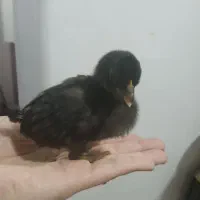 دو تا جوجه چینی