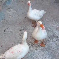 غاز