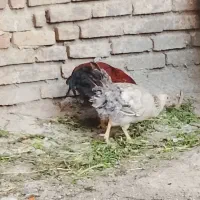مرغ و خروس و جوجه