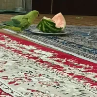 طوطی ملنگو ماده خونگی نیمه دستی