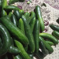 خیار سالادی  کیلویی ۳۵