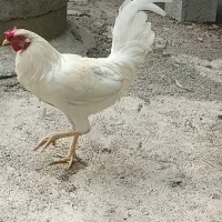 خروس گلین لری
