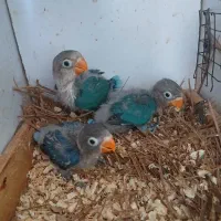 کوتوله برزیلی سرلاکی