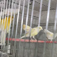 قناری رسمی جوجه پارسال نر