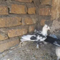 سار قزوینی پا پر کاکلی