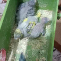 مرغ عشق مولد
