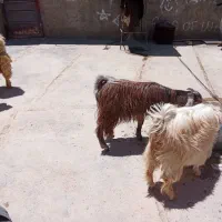 دو عدد بزغاله و میش