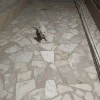سگ پاه کوتاه