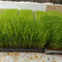 نشا|گل و گیاه طبیعی|رستمآباد, |دیوار