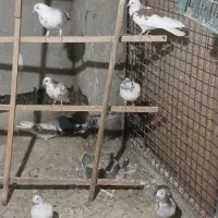 حدود ۴۰تا کبوتر هوایی همه رنگ