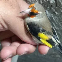 فروش سهره کرمانی ۲ساله