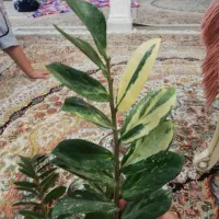 گل و گیاه آپارتمانی زاموفیلیا ابلق