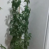 گل و گدان زیبا