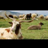 گوسفند زنده و گوشت